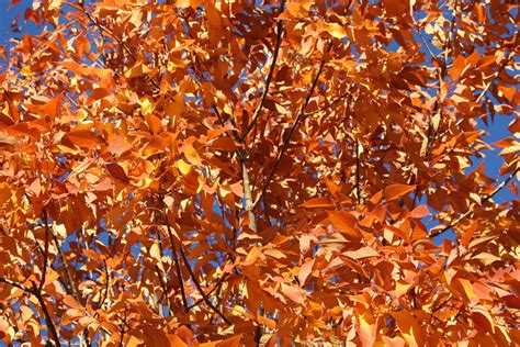 Orange Autumn Leaves Picture Free Photograph Photos