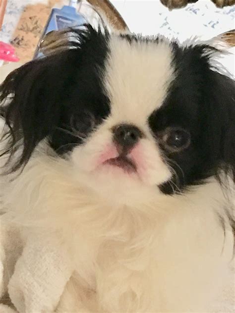 Sashimi 5 Months Teacup Puppies Japanese Chin Pekingese