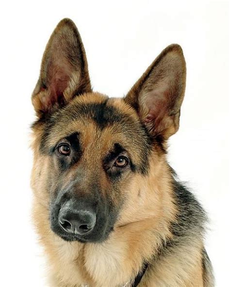 Black German Shepherd Police Dog Bing Images Немецкие овчарки