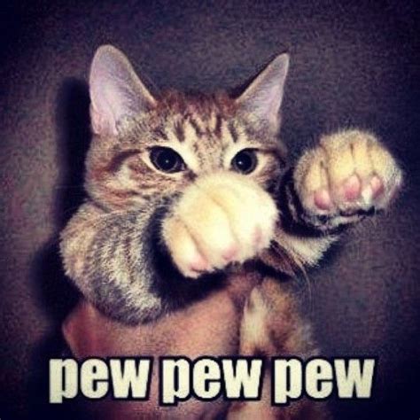 Pew Pew Pew Dogs Cats Funny Animal Jokes Funny Animals Funny Cat