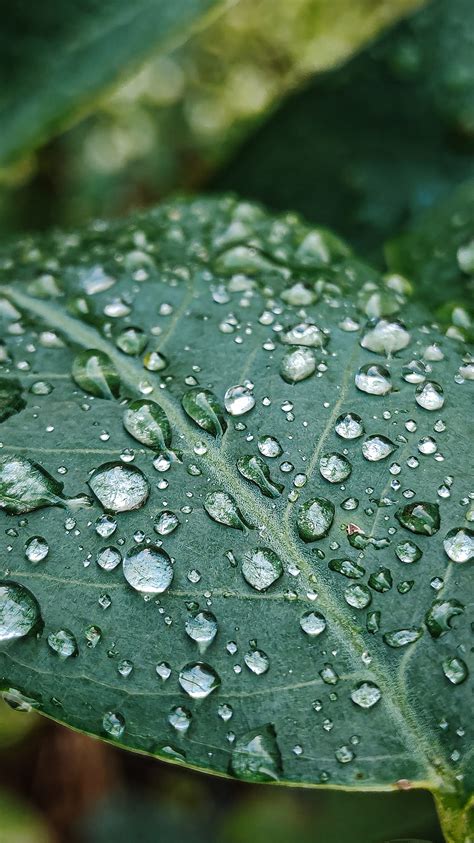 Nature Water Droplets Water Drop Leaf Water Droplets Hd Phone
