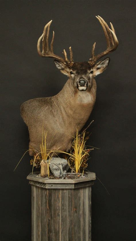 Whitetail — Orion Taxidermy Deer Mount Decor Animal Taxidermy