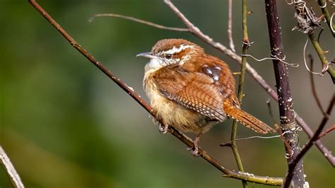 Backyard Birds Of North Carolina Top 19 Species With Pictures