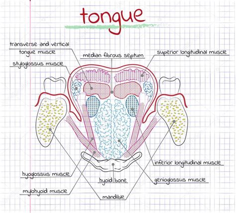 Illustration Of The Structure Human Tongue Stock Vector Image By