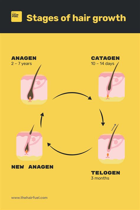During the exogen phase, hair is shed from the scalp, often helped along by washing and brushing. What Is The Telogen Phase Of Hair Growth - These Will Be ...