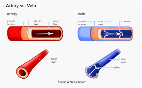 What Is The Difference Between An Artery And A Vein