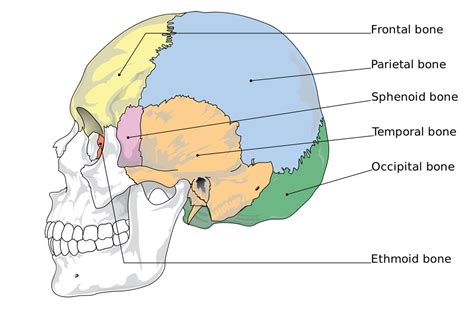 Cranial Bones Labeled