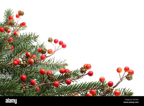 Pine Branches And Berries For Christmas Border Stock Photo Alamy