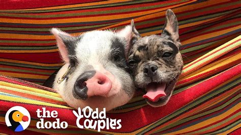 Dog And Pig Are The Cutest Closest Brothers Ever The Dodo Odd