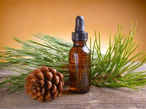 9 Amazing Benefits Of Pine Essential Oil Organic Facts