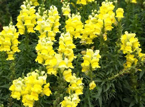 Yellow Snapdragons Stock Photo Image Of Flower Plant 248296824