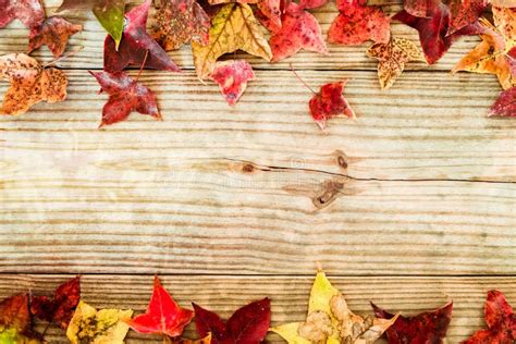 Beautiful Maple Leaves On Vintage Wooden Background Stock Image Image
