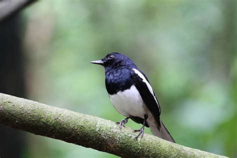 I've only included wild animals (no pet breeds or domesticated animals). Oriental Magpie Robin? - ZooChat