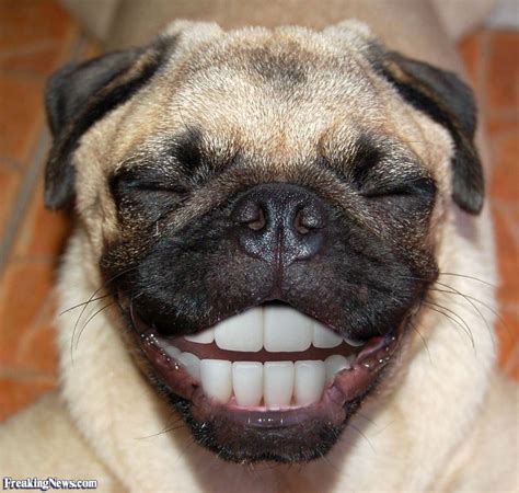 Funny Pugs Pictures Freaking News