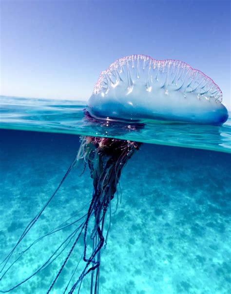 A siphon in the pneumatophore lets the animal float or descend in. Armada of 'deadly' Portuguese Man O' War jellyfish invade ...