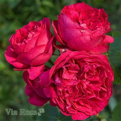 Купить Роза Ред Эден Роуз Red Eden Rose Via Rosa
