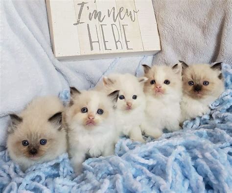 Ragdoll Kittens For Sale Angelgirl Ragdolls