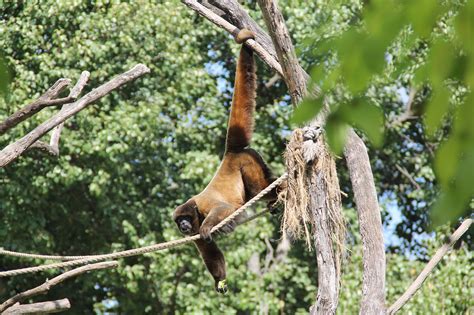 Monkey Climbing Zoo Free Photo On Pixabay
