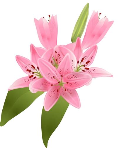 Bouquet Of Pink Lilies Stock Vector Illustration Of Botany 88952841