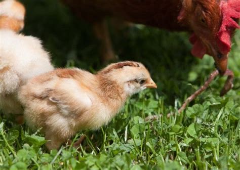 Chicken Utopia A Biodynamic Approach To Keeping Chickens Expert Care