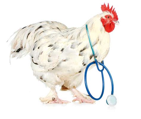 If your chickens have contracted this disease it means that there has been some type of dead meat left near their food and water which contaminated it. 6 home remedies for a sick chicken: Reduce swelling with ...