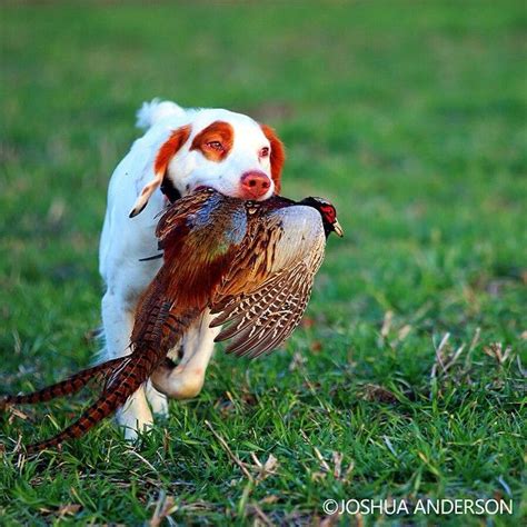 Joshuaandersonphotography Cody A Brittany Retrieves A Rooster For