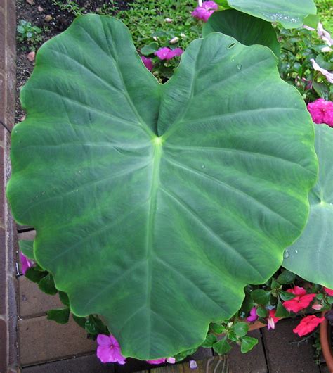 Big Green Leaf Plant Big Green Leaf Of Monstera Plant Isolated On