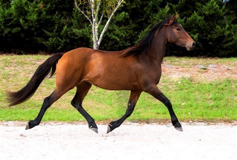 Flirtini Friesian Sport Horse Mare