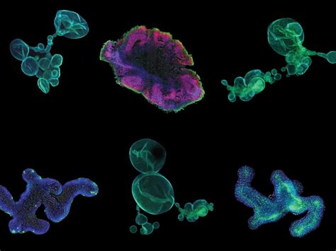 Organoids A Revolution In In Vitro Mammalian Cell Culture Regmednet