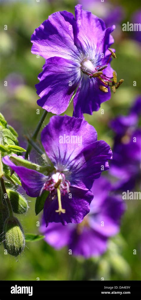Beautiful Purple Flowers In Close Up Stock Photo Alamy