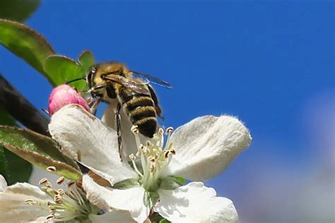 Imunitu můžeme posílit i propolisem. Včely nám nabízejí ...