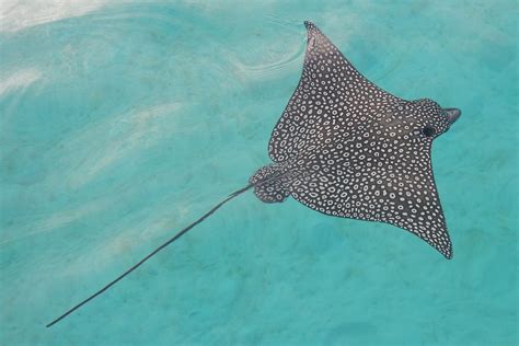 Dieser artikel wurde ausgedruckt unter der adresse: ONOTOA: Moorea Rochen / Rays