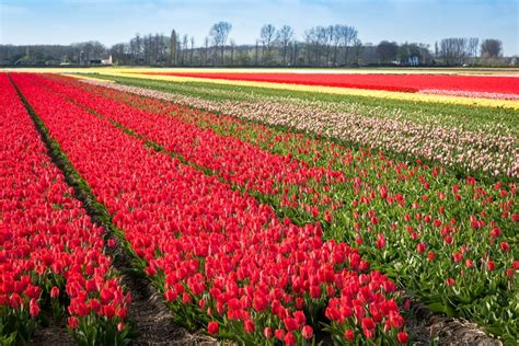The Best Places To See Tulips In The Netherlands