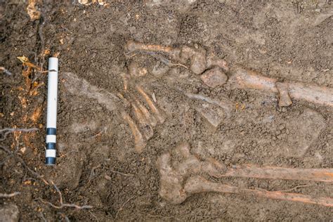 Medieval Skeleton Discovered Under Uprooted Tree Medieval Archives