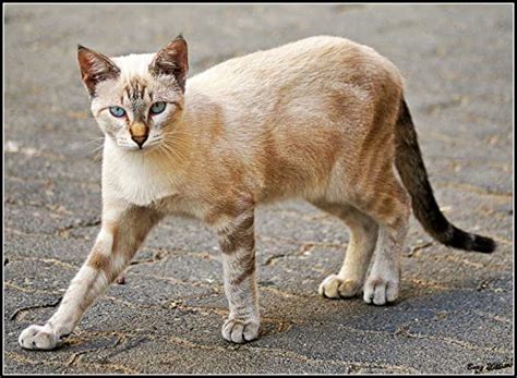 View topic - MistClan and DarkClan (Warrior Cats RP, Accepting