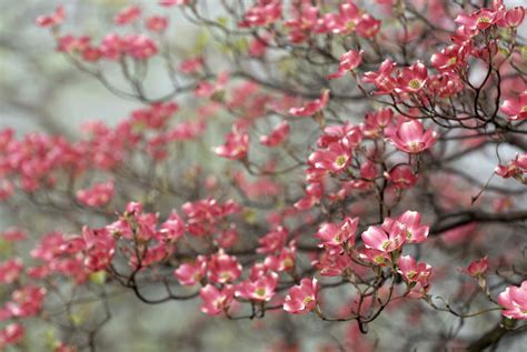Oct 07, 2021 · some flowering cherry trees can grow to be quite tall, so check your local gardening center for a smaller variety. A List of Ornamental Trees for Landscaping With Beautiful ...