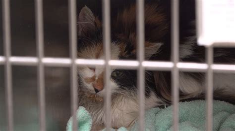 Danville Police Officer Rescues Stray Cat With Head Stuck In Jar Of