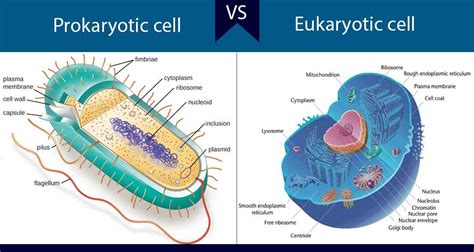 Maybe you would like to learn more about one of these? Differences between Prokaryotic and Eukaryotic Cells