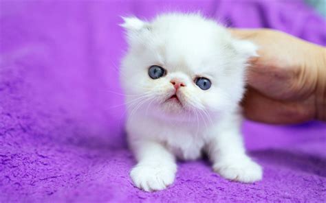 Cat looking at the window. Download wallpapers white fluffy kitten, small cute ...