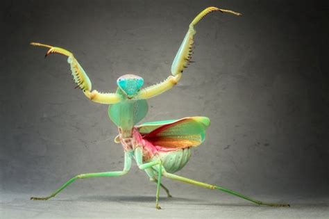 6 Of Your Favorite Popular Insects In Their Baby Forms