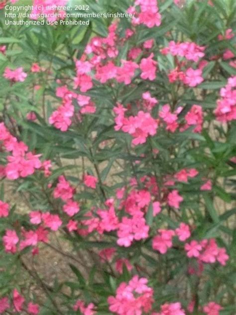 The range of trees with pink blooms is large. Plant Identification: CLOSED: Bush with pink flowers taken ...