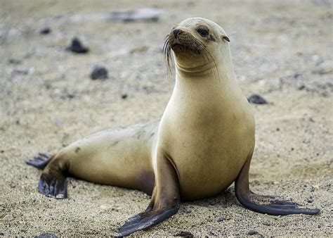Seals, sea lions, and walruses are commonly known as pinnipeds. File:Galapagos, sea-lion, female (by Casey Klebba).jpg ...