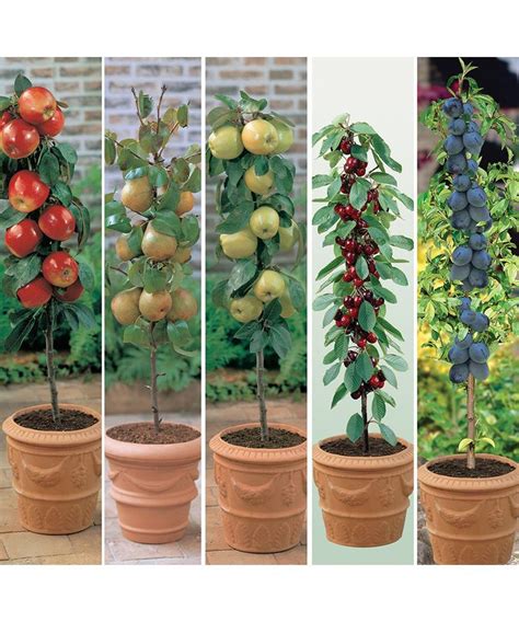 Pruning and general cultivation is just the same as with the larger trees and. Set of 5 miniature fruit trees - Thompson & Morgan | Fruit ...