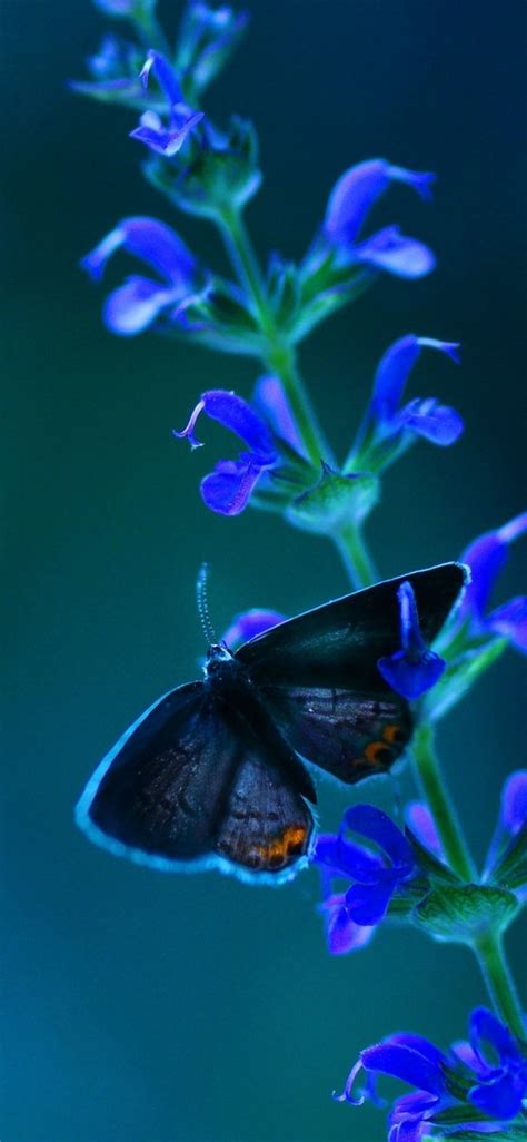 1125x2436 Butterfly Blue Flowers Iphone Xsiphone 10iphone X Hd 4k