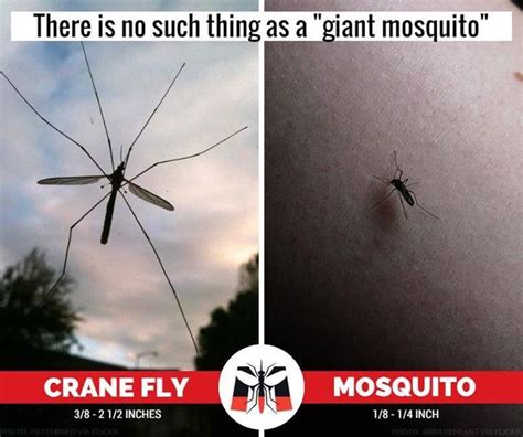 Do Crane Flies Eat Mosquitoes