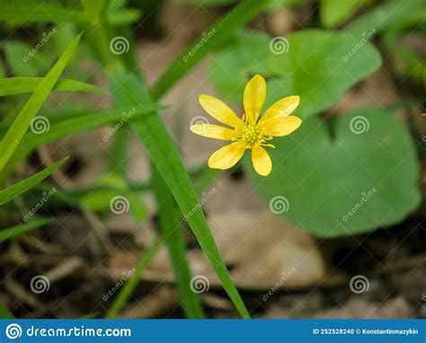 Spring Buttercup Among The Grass On A Spring Day Stock Photo Image Of