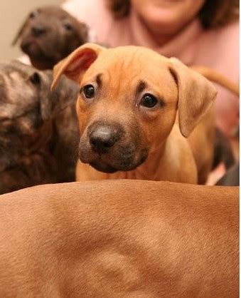 Nowadays he's left his mc abilities and centered his career in the pop and mainstream industry. pitbull puppies pictures.jpg (1 comment)