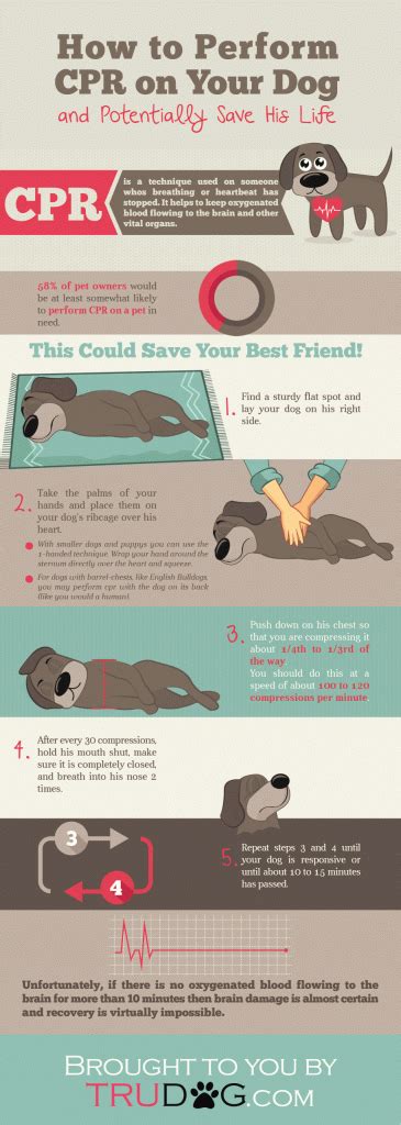 How To Perform Cpr On Your Dog Infographic Website