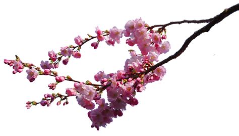Cherry Blossom Branch Isolated Png Free Stock Photo - Public Domain png image