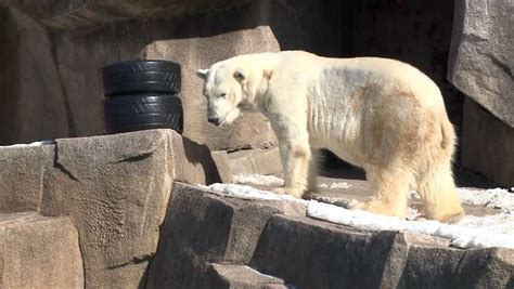 Polar Bear To Make Groundhog Day Prediction At Milwaukee County Zoo